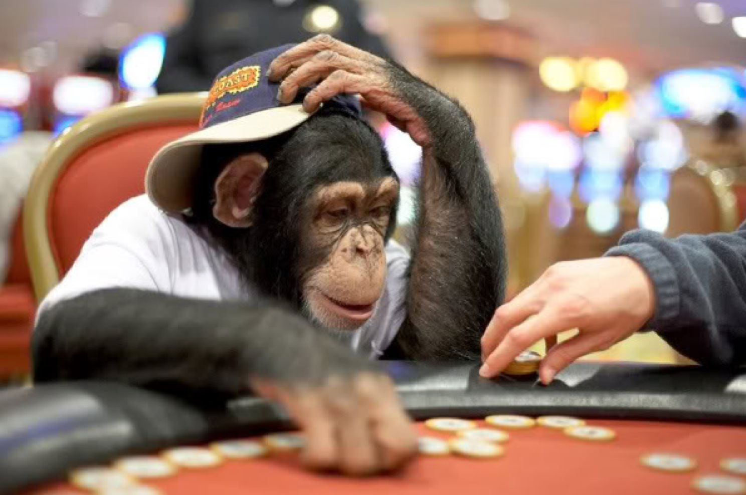 Шимпанзе играть. Обезьяна в очках. Обезьяна казино. Обезьянка в кепке. Обезьяна Покер.